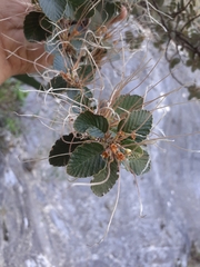 Cercocarpus fothergilloides