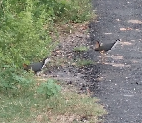 White-breasted Waterhen