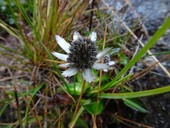 Eryngium humile