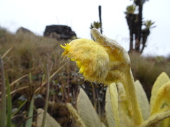 Espeletia frontinoensis