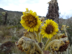 Espeletia frontinoensis