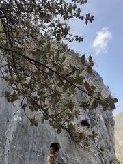 Cercocarpus fothergilloides