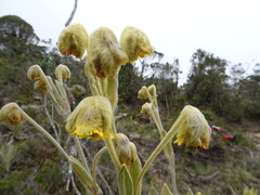 Espeletia frontinoensis