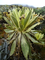 Espeletia frontinoensis