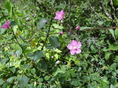 Sidastrum tehuacanum