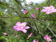 Sidastrum tehuacanum