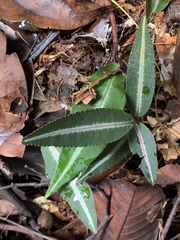 Labisia