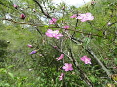 Sidastrum tehuacanum