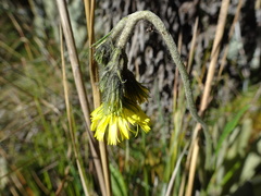 Hieracium avilae
