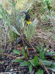 Hieracium avilae