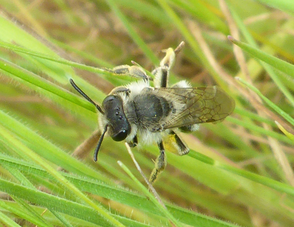 Andrena baeriae