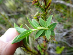 Hypericum ruscoides