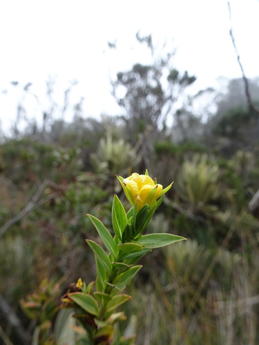 Hypericum ruscoides (Hypericum ruscoides)