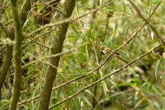 Suthora verreauxi morrisoniana