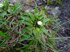 Hypochaeris sessiliflora