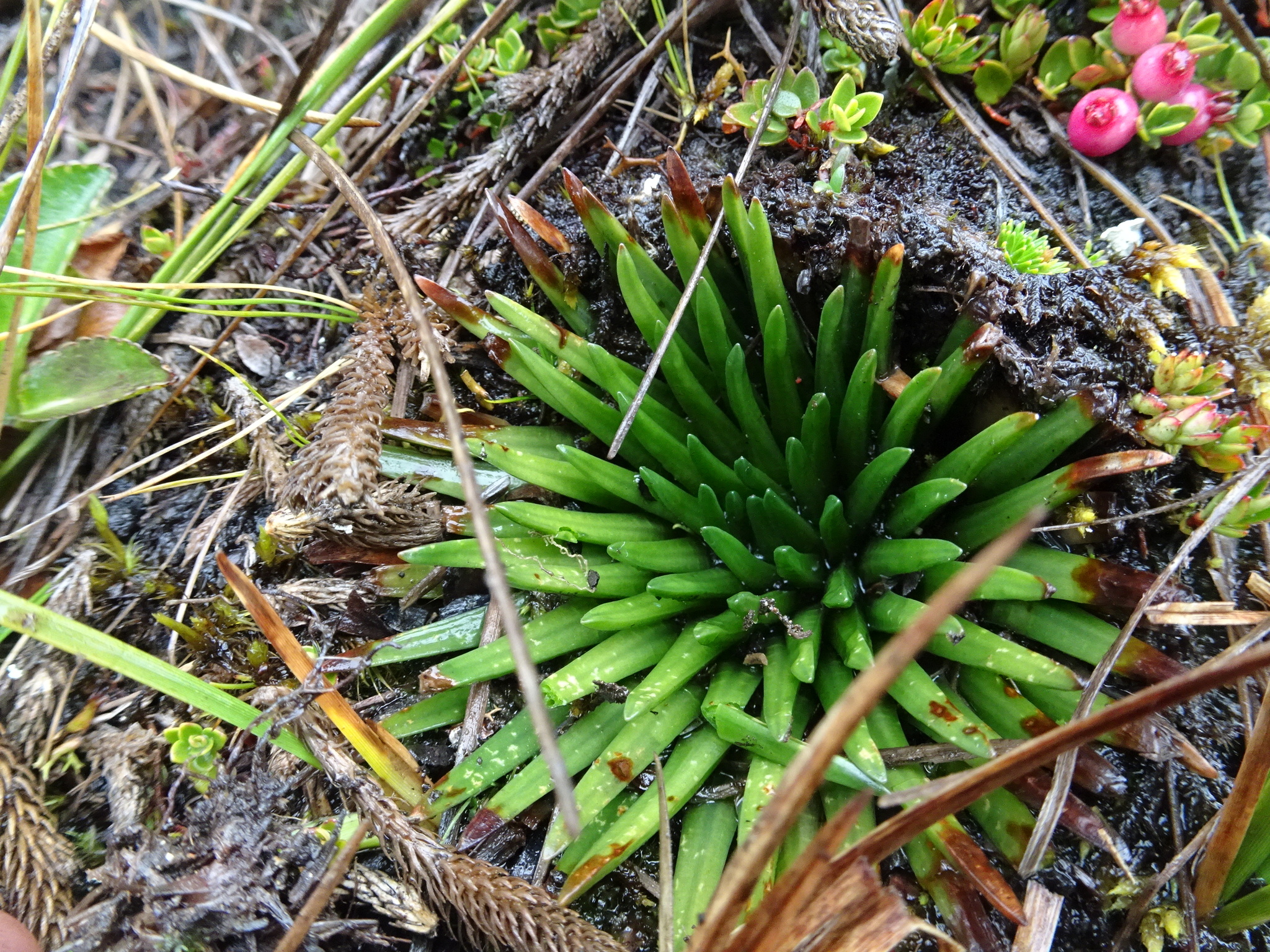 Isoetes andina