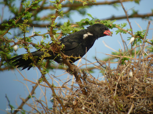Red-billed Buffalo-Weaver