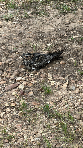 Common Nighthawk observed by blaze9311