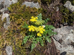 Lomatium hallii