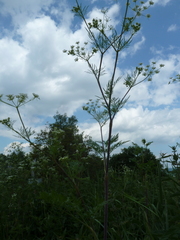 Chaerophyllum bulbosum