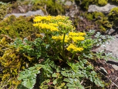 Lomatium hallii