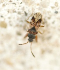 Scolopostethus affinis