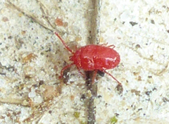Abrolophus