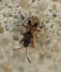 Scolopostethus affinis