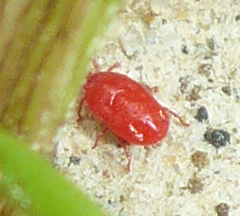 Abrolophus