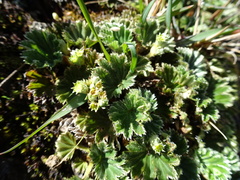 Alchemilla orbiculata