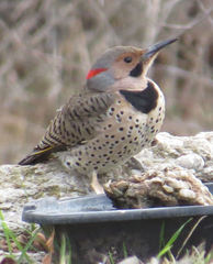 Colaptes auratus auratus