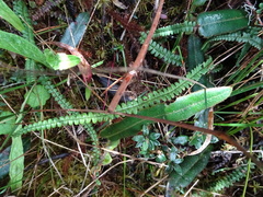 Melpomene moniliformis