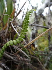 Melpomene moniliformis