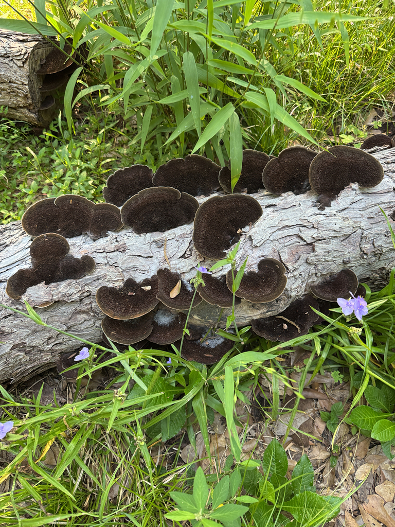 Hairy Hexagonia · May 2026 · photo: Photo: no rights reserved · iNaturalist