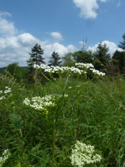 Chaerophyllum bulbosum
