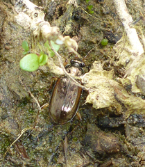Loricera