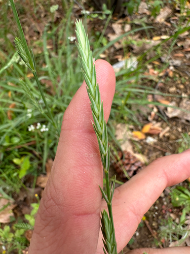 Crucianella angustifolia, photograph 4