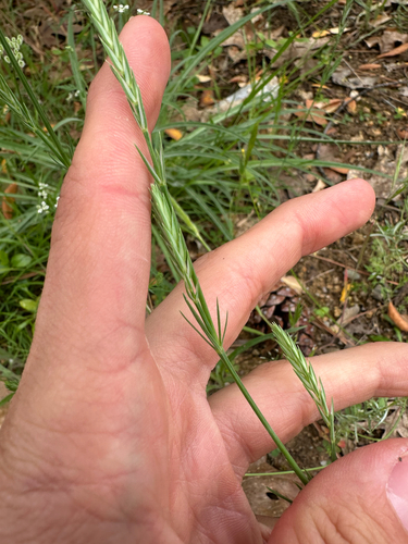 Crucianella angustifolia, photograph 5
