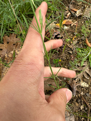Crucianella angustifolia, photograph (c) Kyle Elshoff, some rights reserved (CC BY)