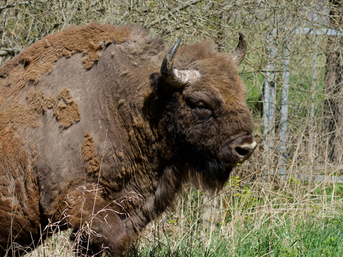 European Wisent