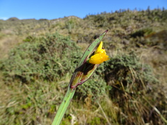 Sisyrinchium tinctorium