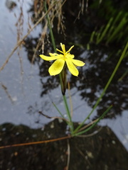 Sisyrinchium tinctorium