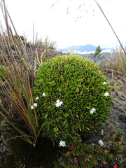 Valeriana stenophylla