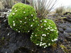 Valeriana stenophylla - Photo (c) Fabien Anthelme, algunos derechos reservados (CC BY-SA), subido por Fabien Anthelme