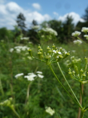 Chaerophyllum bulbosum