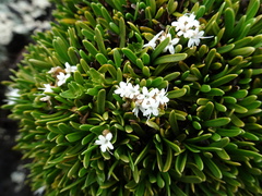 Valeriana stenophylla