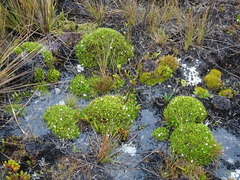 Valeriana stenophylla