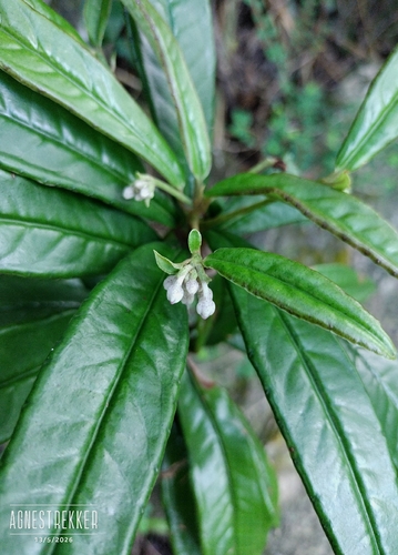 Ardisia lindleyana