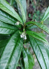 Ardisia lindleyana