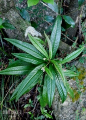 Ardisia lindleyana, photograph author not stated, no rights reserved